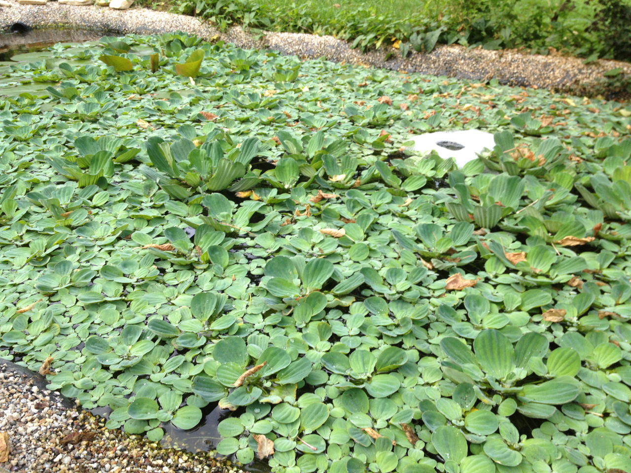 Medaka Teich Haltung