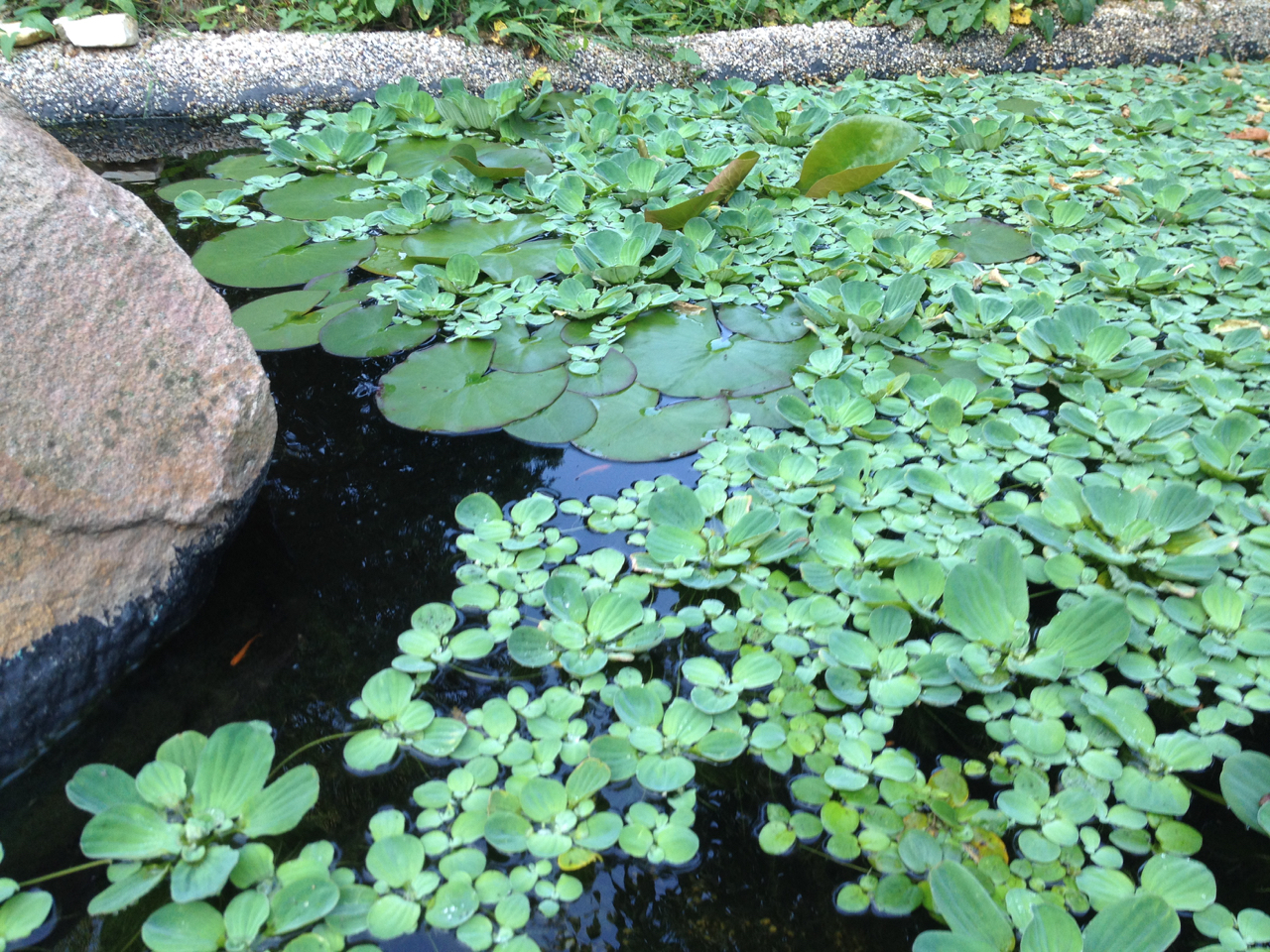 Medaka Teich Haltung