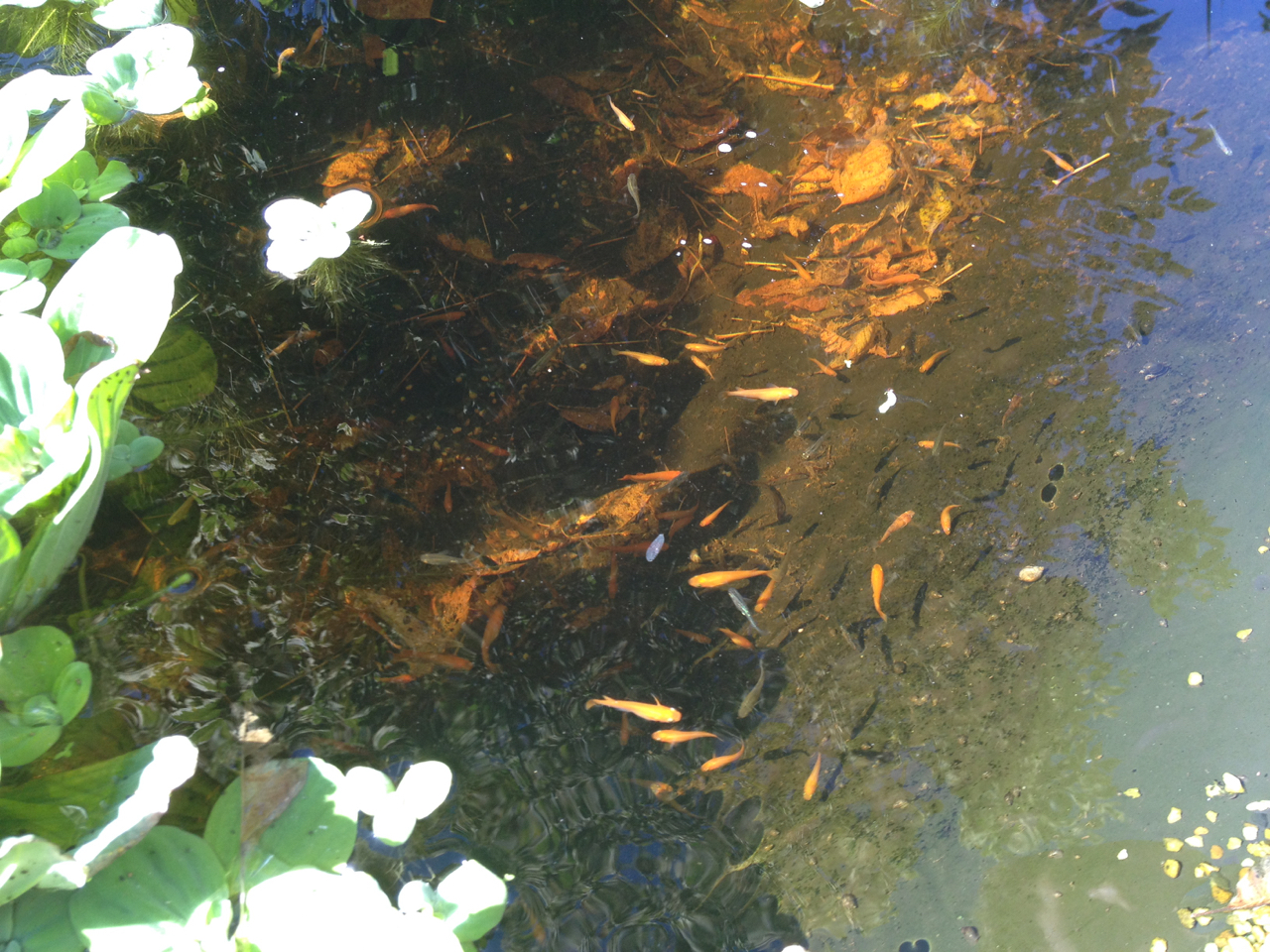 Medaka Teich Haltung